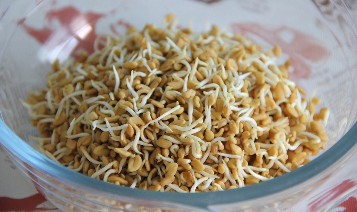 Bockhornsklöver Fenugreek groddar